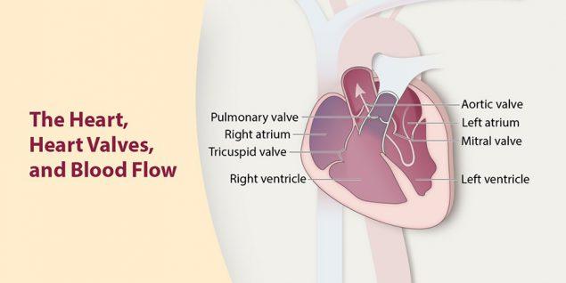 Valvular-Heart-Disease